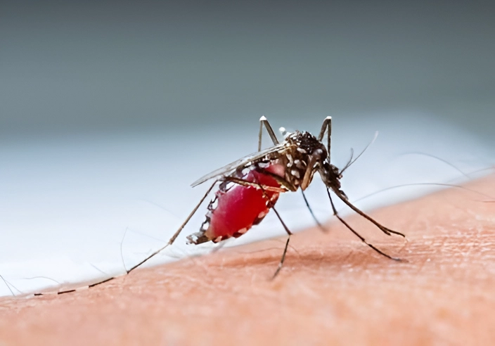 Mosquito Pest Control Services